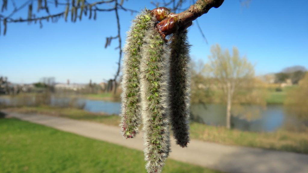 Aspen Fleurs de Bach